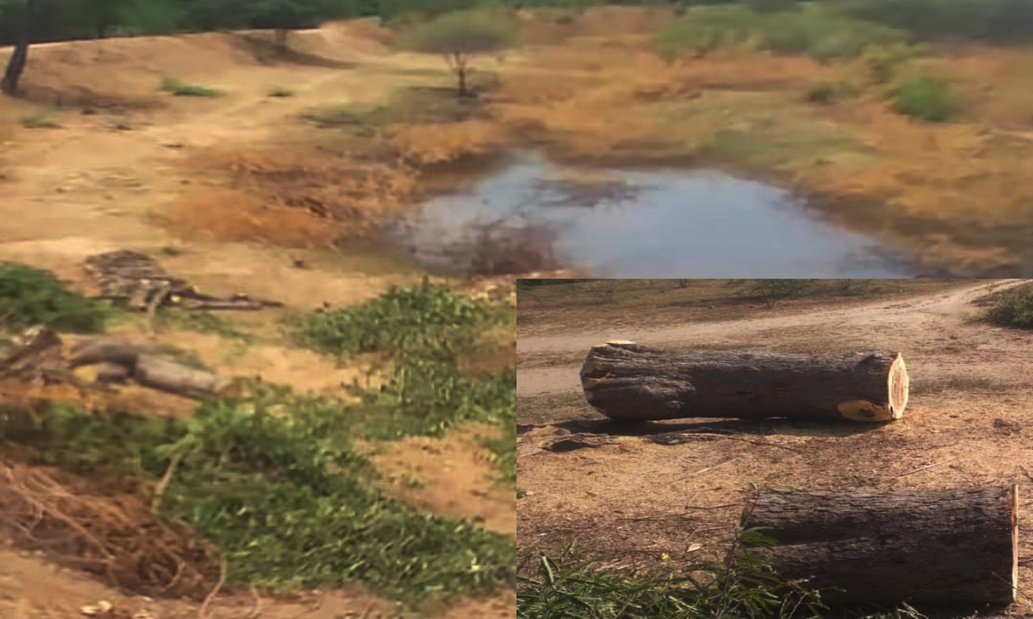 திண்டுக்கல் அருகே குளத்தில் மரங்கள் வெட்டி கடத்தல்