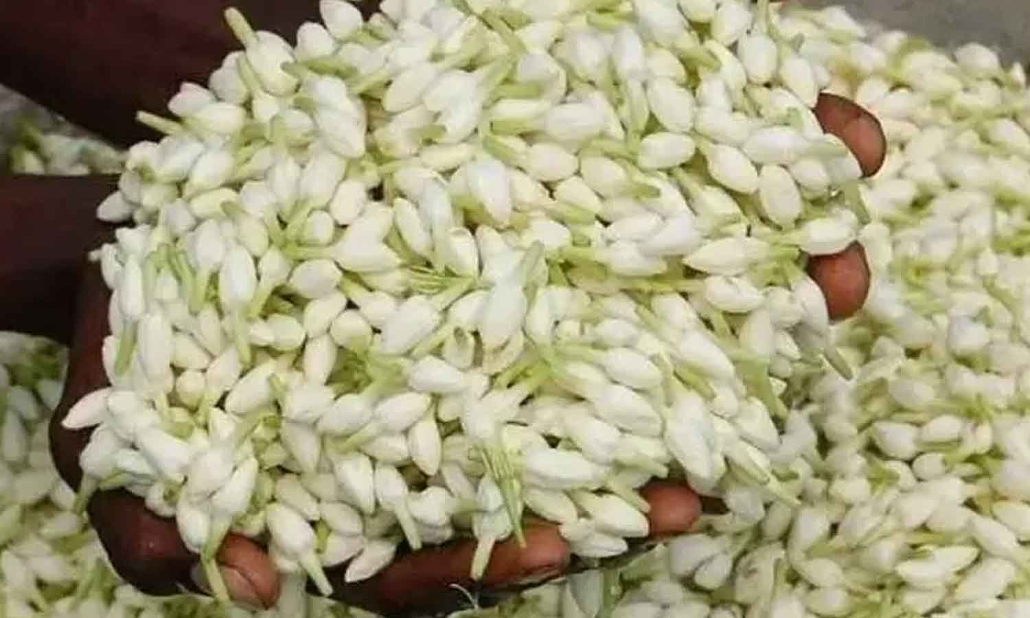 ஓணம் பண்டிகையையொட்டி ஆலங்குளத்தில் மல்லிகை பூ கிலோ ரூ.800-க்கு விற்பனை