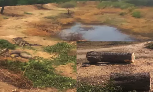 திண்டுக்கல் அருகே குளத்தில் மரங்கள் வெட்டி கடத்தல்