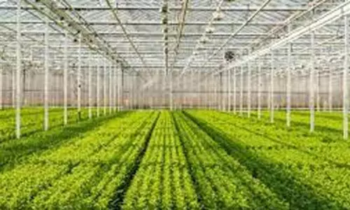 கள்ளக்குறிச்சி மாவட்டத்தில் விவசாயிகளுக்கு பசுமைக்குடில் அமைக்க மானியம்