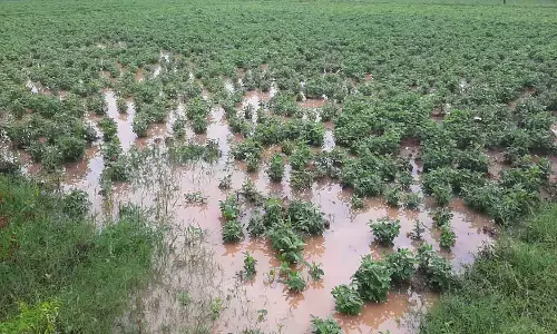 ஒருங்கிணைந்த வேலூர் மாவட்டத்தில் விடிய, விடிய கொட்டி தீர்த்த மழை
