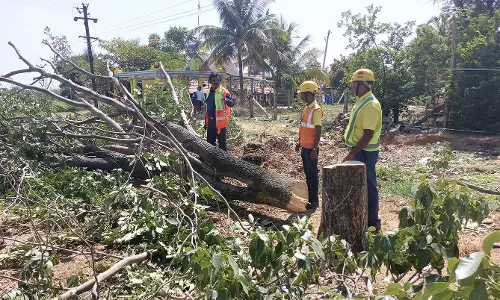 மரங்களை வெட்டிய மர்ம நபர்கள்
