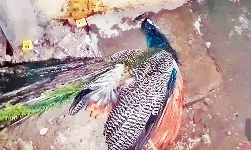 மின்கம்பியில் சிக்கி மயில் இறந்தது