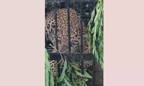 திருப்பதி அலிபிரி நடைபாதையில் 4-வது சிறுத்தை கூண்டில் சிக்கியது