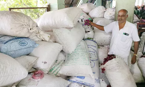 திண்டுக்கல் பூ மார்க்கெட்டில் 10 டன் வாடாமல்லி பூக்கள் தேக்கம்