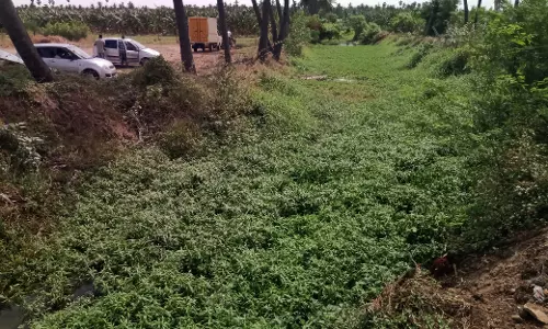 வாய்க்காலை தூர்வார விவசாயிகள் கோரிக்கை