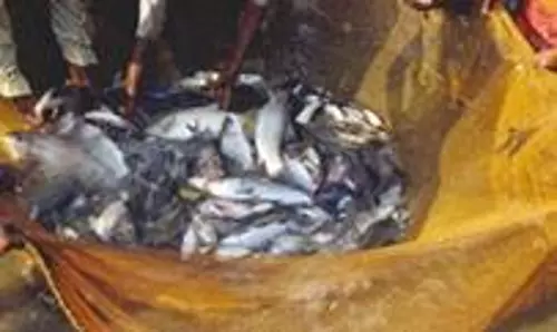 மீன் விற்பனை மும்முரம்