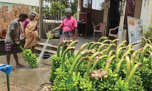 வாழைத்தார்களை தண்ணீர் பீய்ச்சி சுத்தம் செய்த வியாபாரிகள்