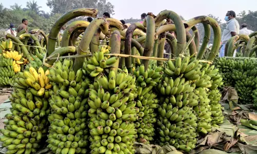 ஓணம் பண்டிகையையொட்டி கோவையில் வாழைத்தார் விலை உயர்வு