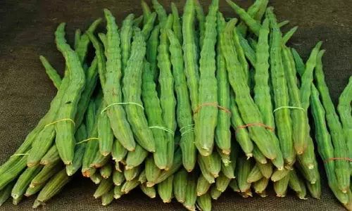 வெள்ளகோவிலில் 100 டன் முருங்கை காய் வரத்து