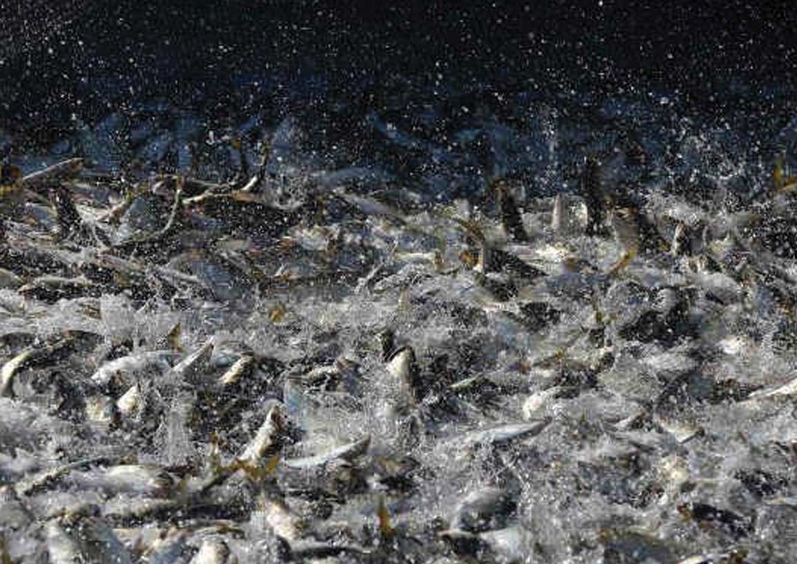 கேரளாவில் 58 வகை மீன் குஞ்சுகளை பிடிக்க மேலும் 5 ஆண்டுகளுக்கு தடை