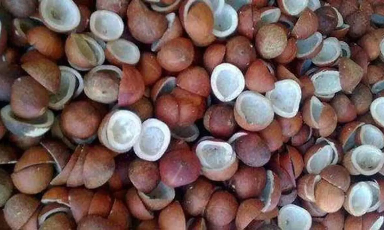 போச்சம்பள்ளி கூட்டுறவு விற்பனை சங்கத்தில் 15 டன் கொப்பரை தேங்காய் ஏலம் போச்சம்பள்ளி கூட்டுறவு விற்பனை சங்கத்தில் 15 டன் கொப்பரை தேங்காய் ஏலம்