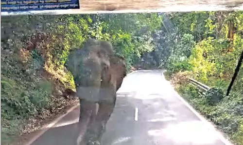 கூடலூரில் இருந்து ஊட்டிக்கு வந்த அரசு பஸ்சை வழிமறித்து விரட்டிய ஒற்றை காட்டு யானை- பீதியில் உறைந்து போன பயணிகள்