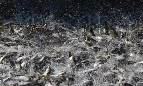 கேரளாவில் 58 வகை மீன் குஞ்சுகளை பிடிக்க மேலும் 5 ஆண்டுகளுக்கு தடை