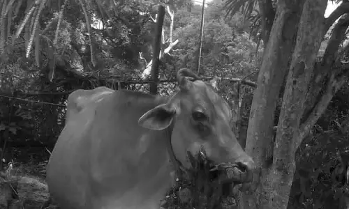 செங்கோட்டை அருகே பசுவை தாக்கிய சிறுத்தை: கூண்டு வைத்து பிடிக்க வனத்துறை நடவடிக்கை