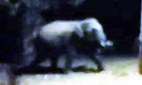 ஊருக்குள் உலா வரும் ஒற்றை காட்டுயானை