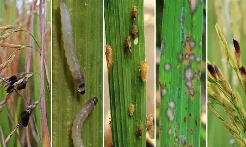 பூச்சி தாக்குதலுக்கு எந்த வண்ண ஒட்டு பொறிகளை பயன்படுத்த வேண்டும் விதைச்சான்று  அதிகாரி விளக்கம்