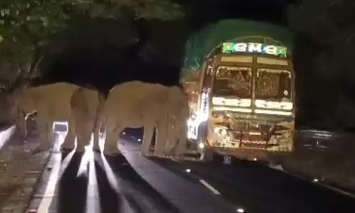 திம்பம் அருகே கரும்பு லாரியை வழிமறைத்த யானை கூட்டம்- போக்குவரத்து பாதிப்பு