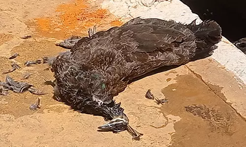 மயில் சாவு