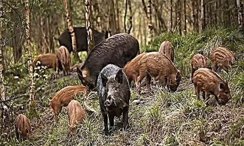 காட்டு பன்றி வேட்டையாடிய 2 பேர் கைது