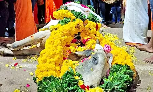 திருவொற்றியூரில் மாநகராட்சி ஊழியர்கள் பிடித்து சென்ற காளை திடீர் மரணம்- பொதுமக்கள் கண்ணீர் அஞ்சலி