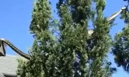 குடியிருப்பு பகுதியில் பயம்காட்டிய 15 அடி நீள அனகொண்டா.. பயந்து நடுங்கிய பொதுமக்கள்!