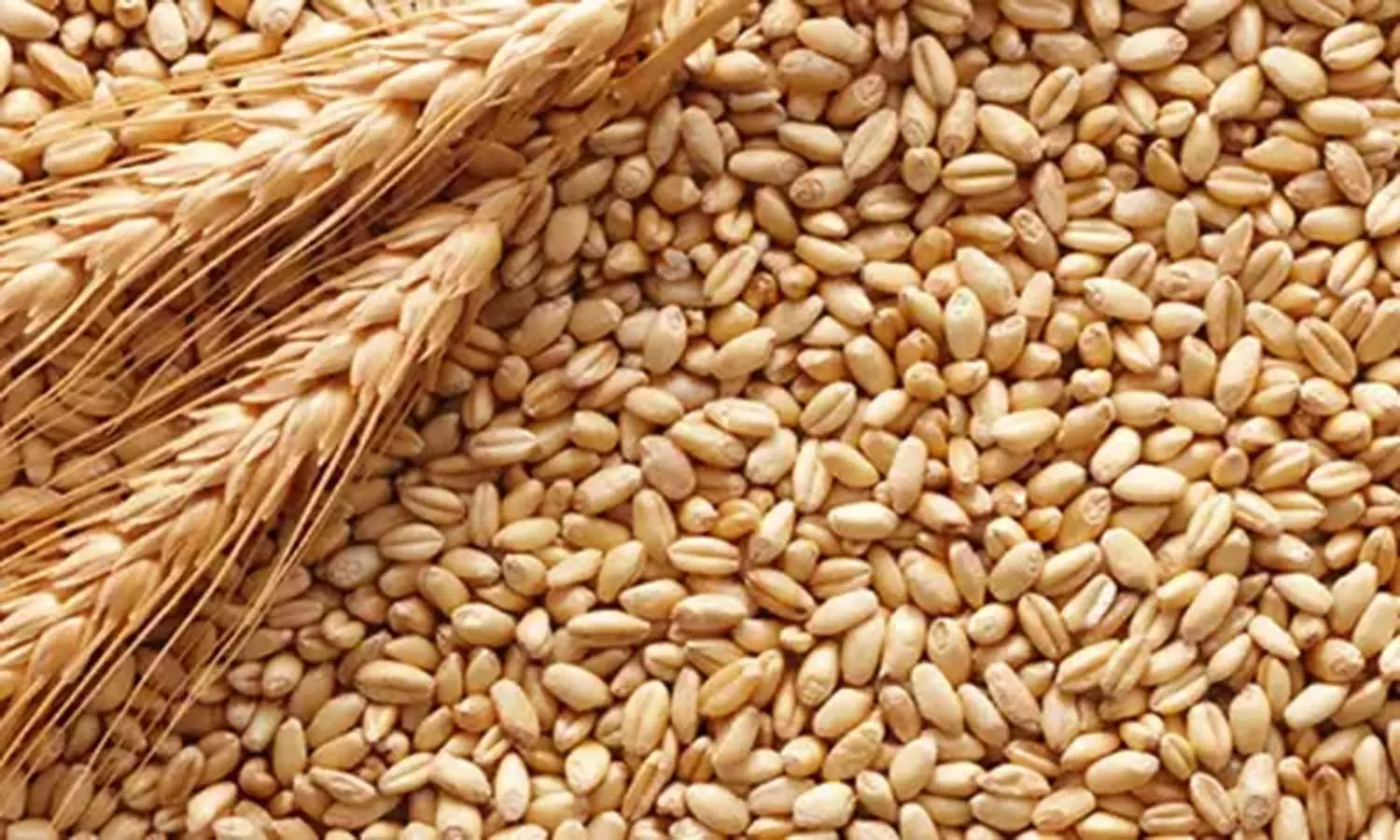 நீரிழிவுக்கு கோதுமை தீர்வா? நீரிழிவுக்கு கோதுமை தீர்வா?