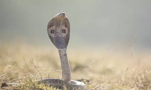 அதிசயம் ஆனால் உண்மை... 2 மாதங்களில் 9 முறை பாம்பு கடித்தும் உயிர் பிழைத்த பள்ளி மாணவன்