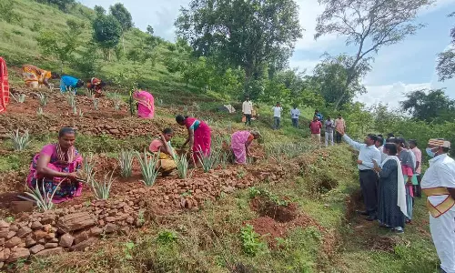 ஜவ்வாது மலையில் தேனீ பூங்கா: ஐரோப்பிய இனங்கள் மூலம் அதிக உற்பத்தி செய்ய திட்டம்