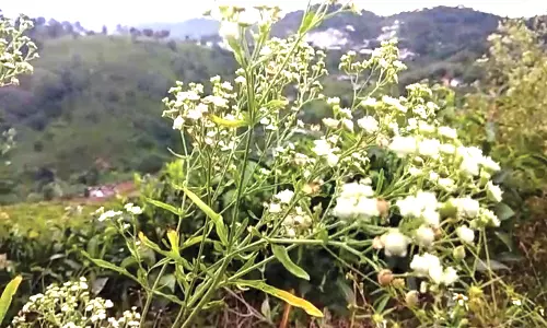 கோத்தகிரி, குன்னூர் பகுதியில் பார்த்தீனியம் செடிகளை அழித்து அப்புறப்படுத்த வேண்டும்- விவசாயிகள் வலியுறுத்தல்