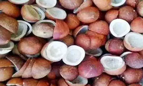 தேங்காய் பருப்பு ரூ.11.23 லட்சத்திற்கு விற்பனை