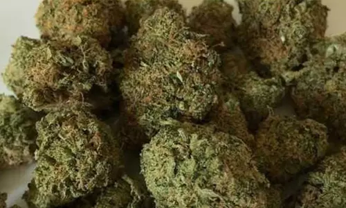 சேலத்தில் ரெயிலில் கடத்திய 16 கிலோ கஞ்சா பறிமுதல்