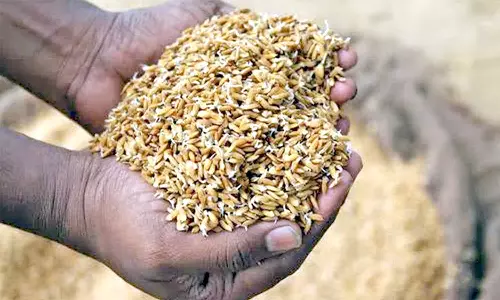 விதைநெல் குறித்த தொழில்நுட்ப பயிற்சி