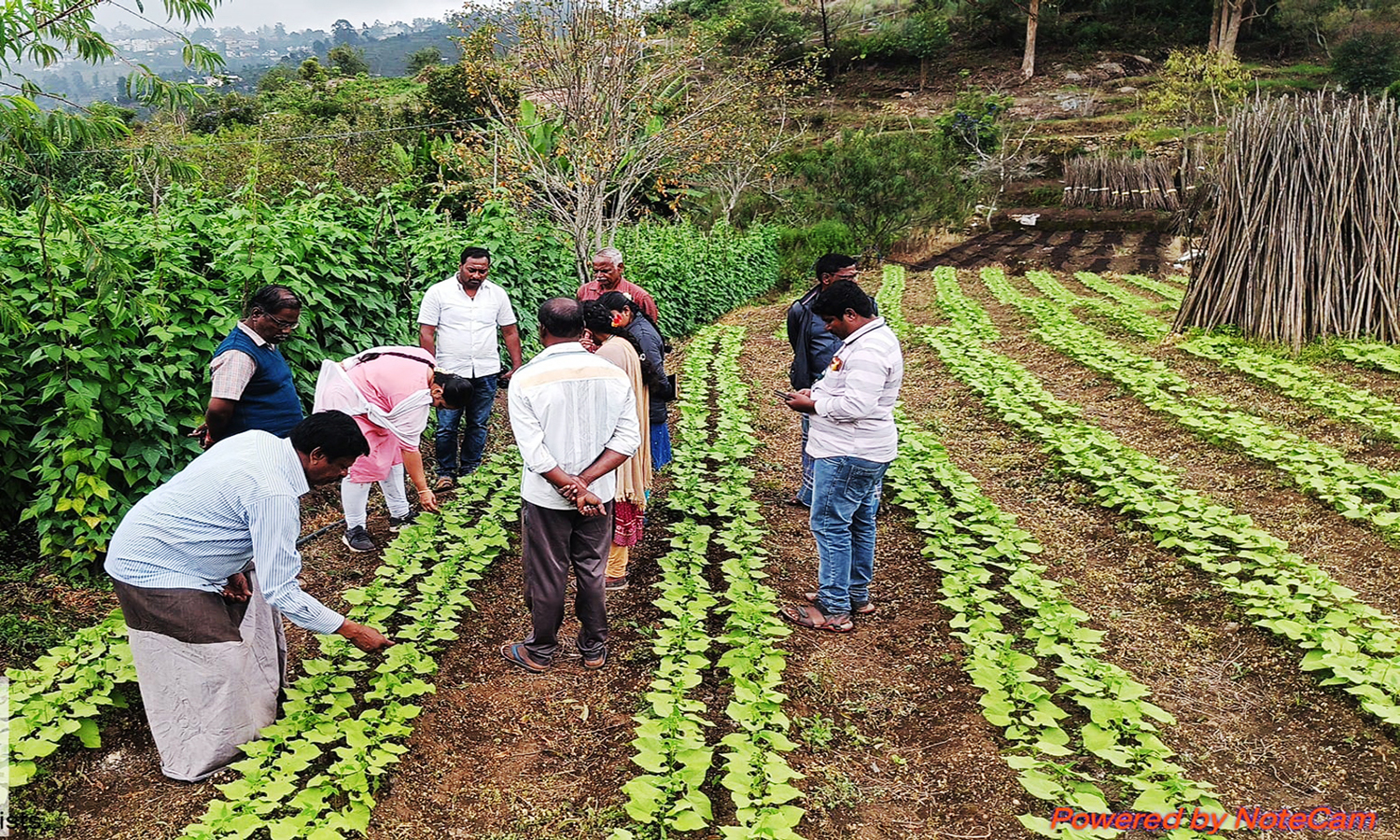 பீன்சில் நோய் தாக்குதலை கட்டுபடுத்த விவசாயிகளுக்கு அறிவுரை