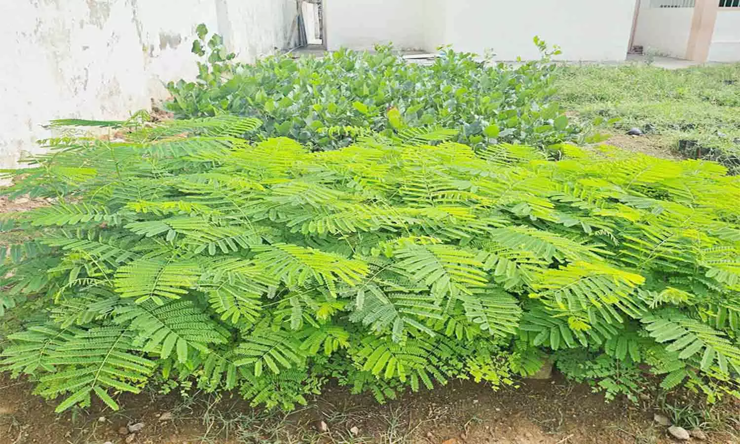 திருப்பத்தூர் மாவட்டத்தில் அரசு பள்ளிகளில் மரக்கன்றுகள் உற்பத்தி