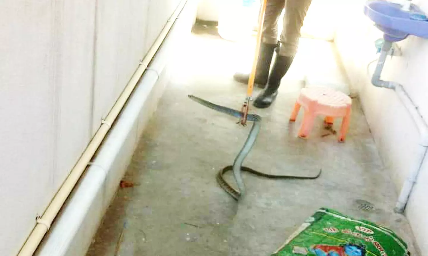 வீட்டிற்குள் புகுந்த 6 அடி நீள பாம்பு பிடிப்பட்டது