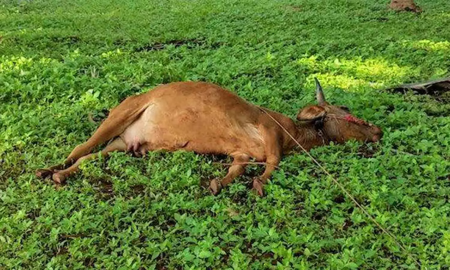 மின் கம்பியை மிதித்து மாடு பலி