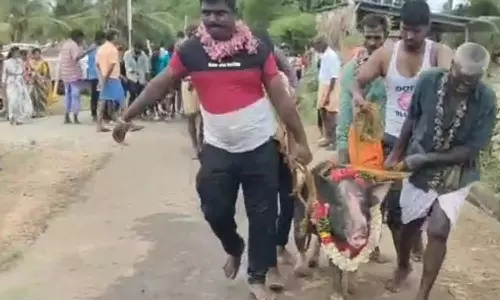 கோவில் திருவிழாவில் பன்றிகளுக்கு மாலை அணிவித்து ஊர்வலமாக அழைத்து வந்த பக்தர்கள்