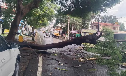 வால்பாறை, காரமடையில் கொட்டி தீர்த்த மழை- மரம் முறிந்து நடுரோட்டில் விழுந்ததால் போக்குவரத்து பாதிப்பு