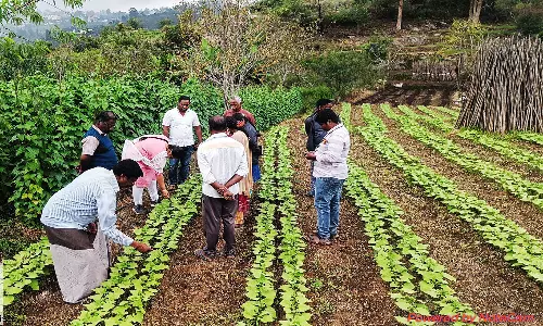 பீன்சில் நோய் தாக்குதலை கட்டுபடுத்த விவசாயிகளுக்கு அறிவுரை