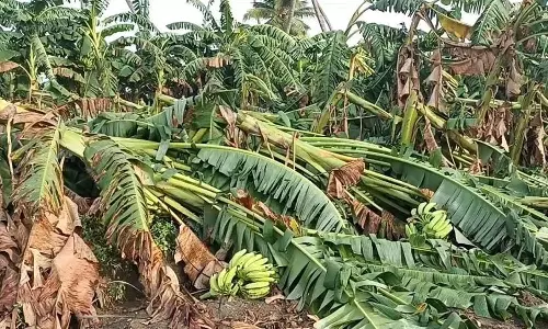 கோபிசெட்டிபாளையம் பகுதியில் கனமழை: 10 ஆயிரத்திற்கும் மேற்பட்ட வாழை மரங்கள் முறிந்து சேதம்