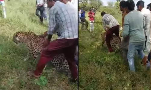 மத்திய பிரதேசத்தில் நோயால் பாதிக்கப்பட்ட சிறுத்தையை சித்ரவதை செய்து செல்பி எடுத்து மகிழ்ந்த கிராம மக்கள்