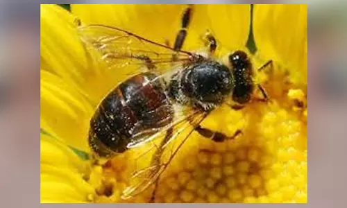 மலைத்தேனீக்களை அகற்றிய  தீயணைப்பு துறையினர்