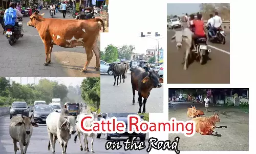 சாலையில் சுற்றி திரியும் கால்நடைகளால்  வாகன ஓட்டிகள்-பொதுமக்கள் பாதிப்பு