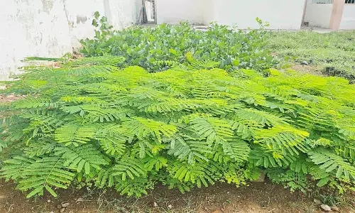 திருப்பத்தூர் மாவட்டத்தில் அரசு பள்ளிகளில் மரக்கன்றுகள் உற்பத்தி