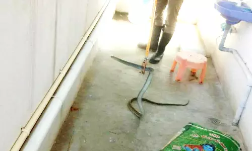 வீட்டிற்குள் புகுந்த 6 அடி நீள பாம்பு பிடிப்பட்டது