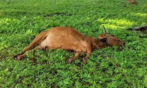 மின் கம்பியை மிதித்து மாடு பலி