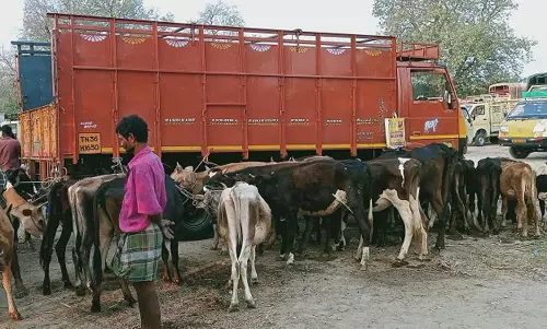புளுதியூர் வாரசந்தையில்  ரூ.38 லட்சத்திற்கு கால்நடைகள் விற்பனை