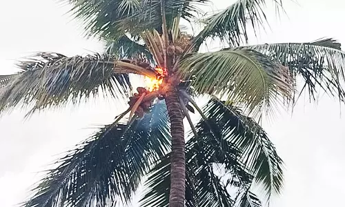 தீ பிடித்து எரிந்த தென்னை மரம்