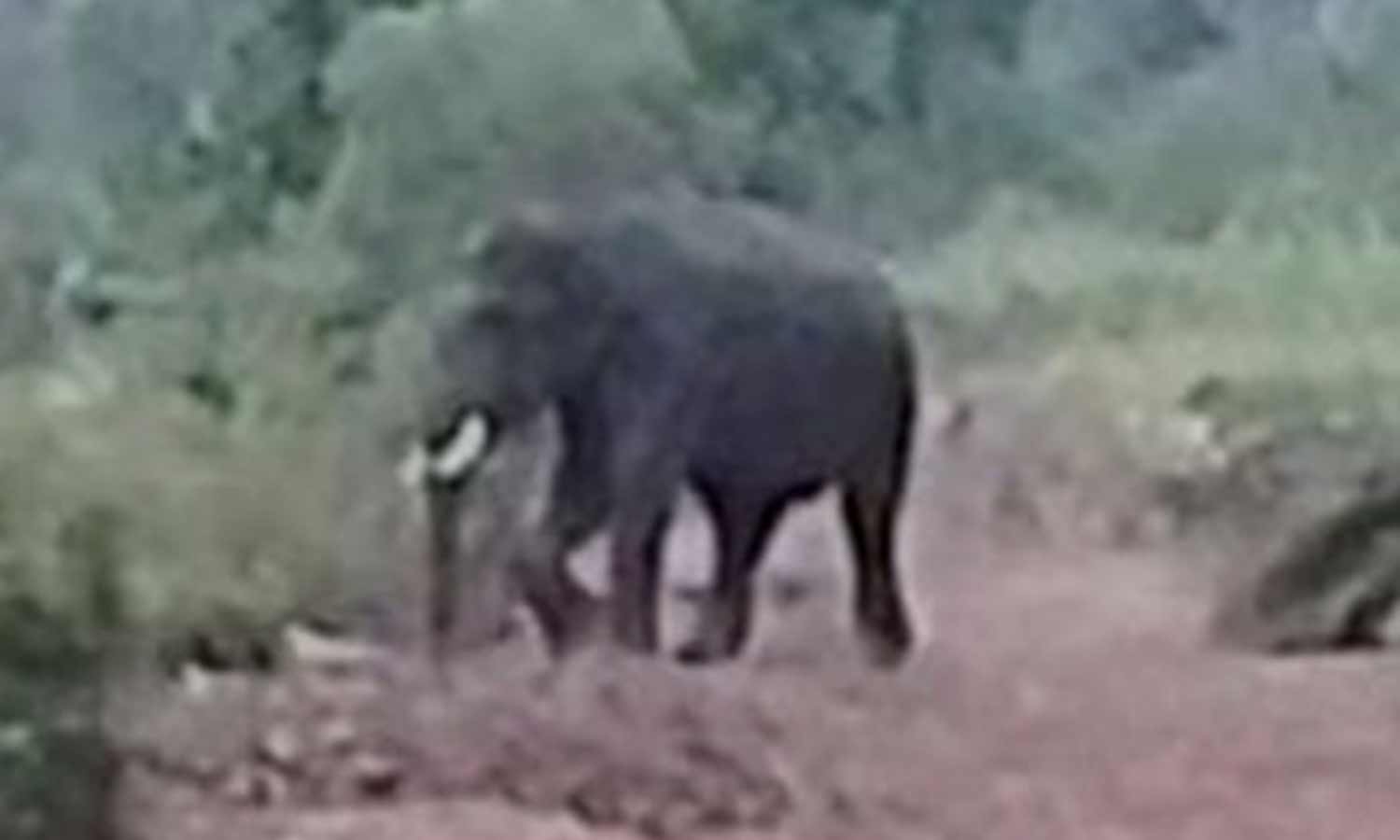 பங்களாப்புதூர் அருகே விவசாய தோட்டத்தில் புகுந்து கரும்புகளை சேதப்படுத்திய காட்டுயானை